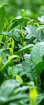 和素材イメージ画像：緑茶