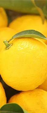 和素材イメージ画像：柚子